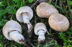 Leucoagaricus barssii image