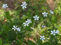 Geranium asiaticum