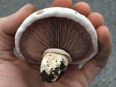 Agaricus bernardii image