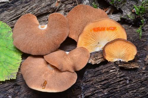 Crepidotus crocophyllus