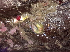 Serpula vermicularis