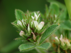 Trifolium scabrum