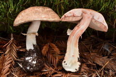 Agaricus arorae image