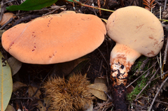 Fistulina hepatica image