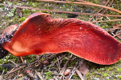 Fistulina hepatica image