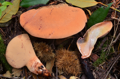 Fistulina hepatica image