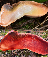 Fistulina hepatica image