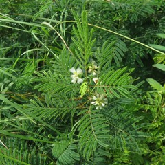 Acaciella