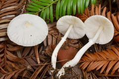 Lepiota sequoiarum image