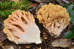 Ramaria formosa image