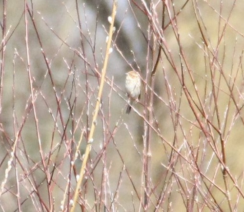 Little Bunting, Heerlen, Nederland, photo 9 of 10