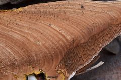 Ganoderma polychromum image