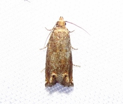 Epiblema abruptana