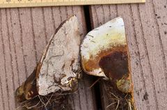 Ganoderma polychromum image