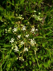 Ligusticum canadense