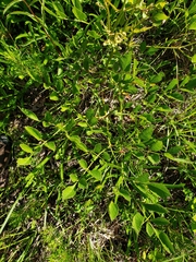 Ligusticum canadense