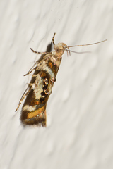 Aristotelia elegantella