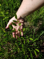 Ligusticum canadense