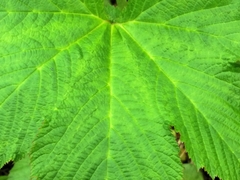 Filipendula camtschatica