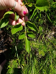 Ligusticum canadense