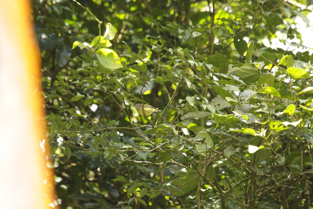 Streak-capped Antwren