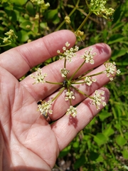 Ligusticum canadense
