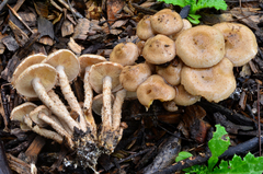 Pholiota terrestris image