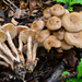 Pholiota terrestris - Photo (c) Christian Schwarz, some rights reserved (CC BY-NC), uploaded by Christian Schwarz