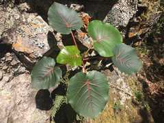 Ficus petiolaris palmeri