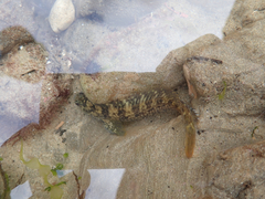 Hypsoblennius gilberti