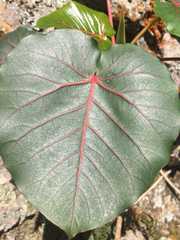 Ficus petiolaris palmeri