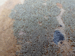 Hypsoblennius gilberti