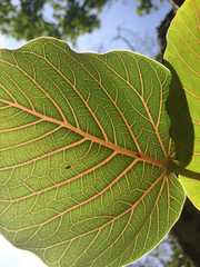Ficus petiolaris palmeri