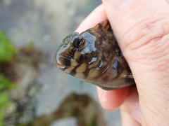 Hypsoblennius gilberti