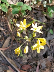 Triteleia ixioides ixioides