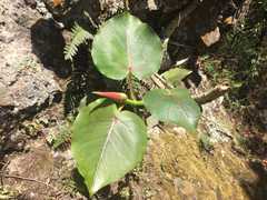 Ficus petiolaris palmeri