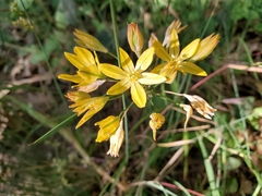 Triteleia ixioides ixioides