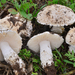 Saproamanita pruittii - Photo (c) Christian Schwarz, some rights reserved (CC BY-NC), uploaded by Christian Schwarz