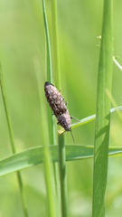 Actenicerus siaelandicus