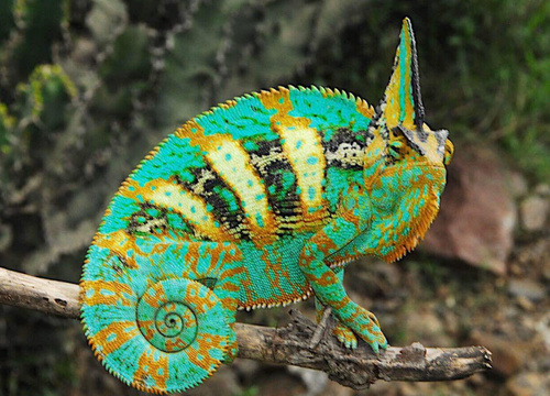 Veiled Chameleon, Ibb, YE, photo 7 of 10
