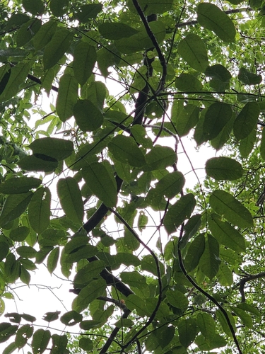 Bursera jerzyi Medina