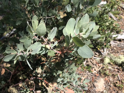 Image of Hoary manzanita by (c) Lee Cain, some rights reserved (CC BY)