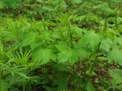 Filipendula camtschatica