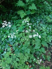 Chaerophyllum temulum