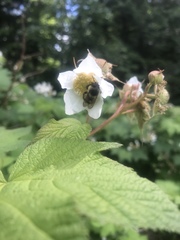 Bombus mixtus