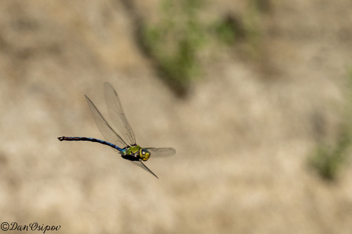 Giant Darner photo 2