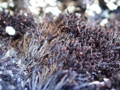 Marsupella sphacelata