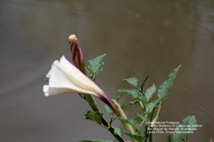 Datura ceratocaula