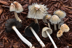 Coprinellus flocculosus image