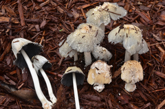 Coprinellus flocculosus image